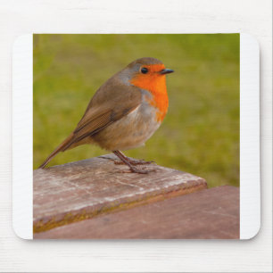 Spring Robin Muismat