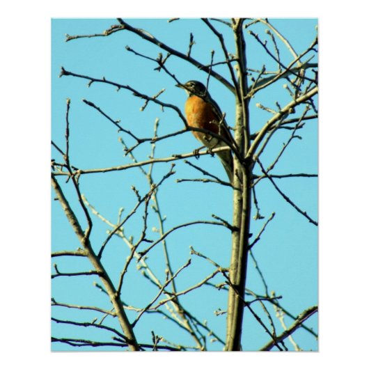 Spring Robin Perfect Poster (Voorkant)