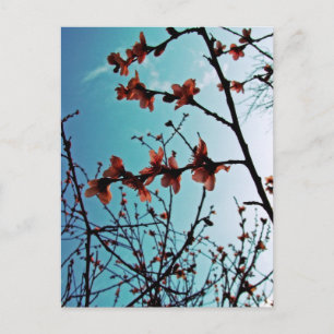 Spring Skies Briefkaart