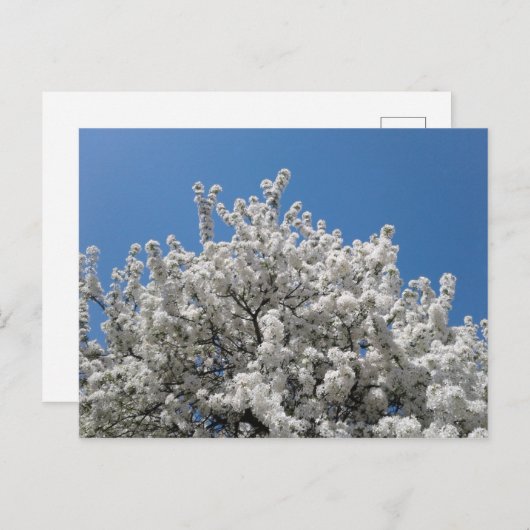 Spring Snow Crabapple Tree in Bloom Briefkaart (Voorkant / Achterkant)