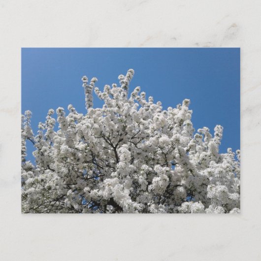 Spring Snow Crabapple Tree in Bloom Briefkaart (Voorkant)
