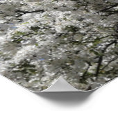 Spring Snow Crabapple Tree in Bloom Poster (Hoek)