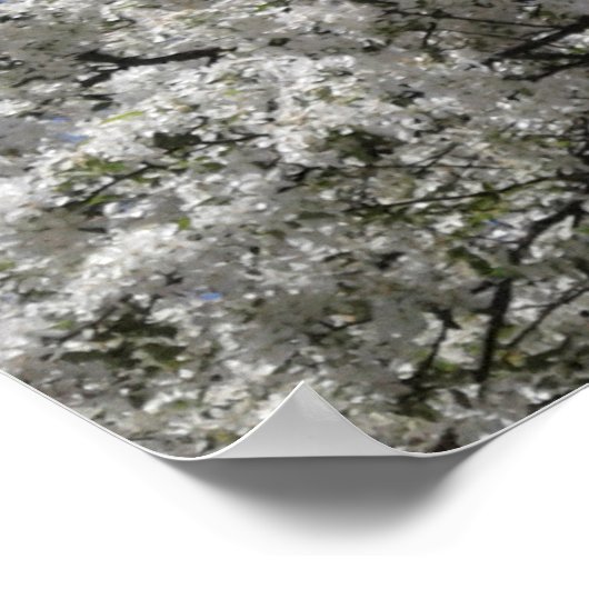 Spring Snow Crabapple Tree in Bloom Poster (Hoek)