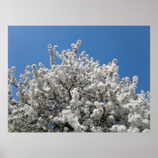 Spring Snow Crabapple Tree in Bloom Poster (Voorkant)
