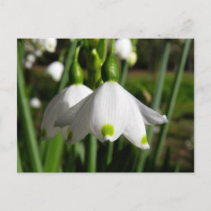 Spring Snowdrops Briefkaart
