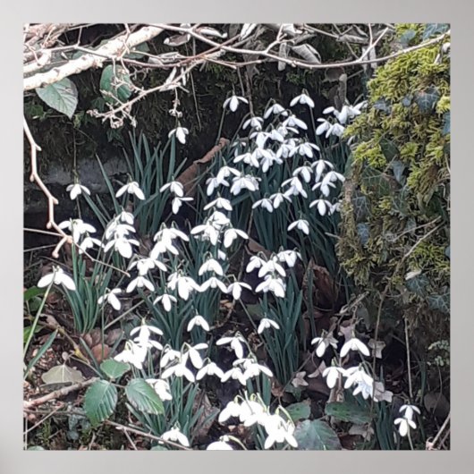 Spring Snowdrops Poster (Voorkant)