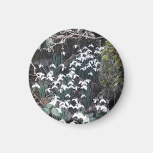 Spring Snowdrups Magnet Magneet