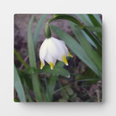 Spring Snowflake Leucojum vernum Flower Fotoplaat (Voorkant)