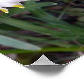 Spring Snowflake Leucojum vernum Flower Poster (Hoek)