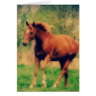 Spring Sorrel All Occasions Wenskaart