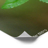 Spring Storm Beauty Wild Rose dans la pluie Poster (Coin)