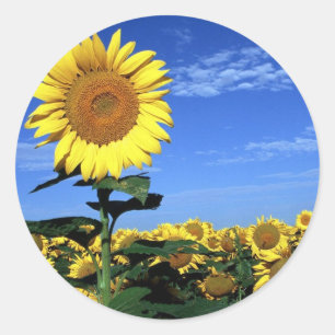 Spring Sunflower Ronde Sticker