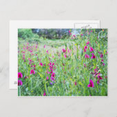 Spring Sweet Peas Briefkaart (Voorkant / Achterkant)