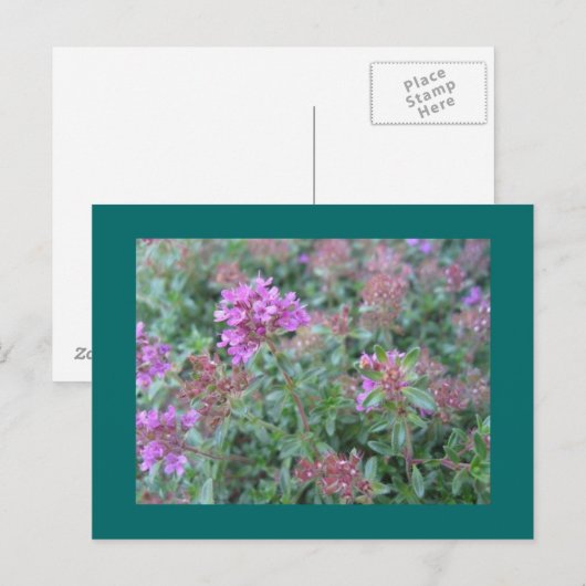 Spring Thyme Briefkaart (Voorkant / Achterkant)