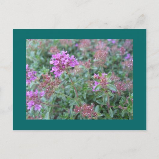 Spring Thyme Briefkaart (Voorkant)