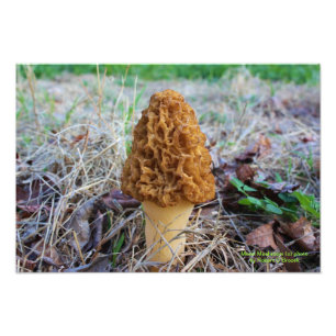 Spring Time Morel Mushroom Foto Foto Afdruk