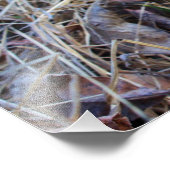 Spring Time Morel Mushroom Foto Foto Afdruk (Hoek)