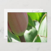Spring Tulip Briefkaart (Voorkant / Achterkant)