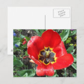 Spring Tulip Briefkaart (Voorkant / Achterkant)