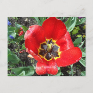 Spring Tulip Briefkaart