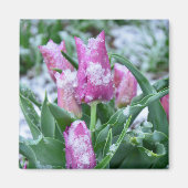 Spring Tulip Magnet Magneet (Voorkant)