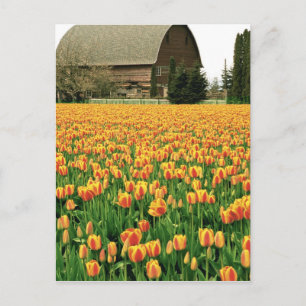 Spring tulips bloom in front of old barn. briefkaart