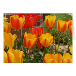 Spring Tulips-kaart