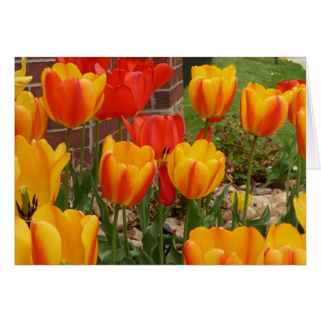Spring Tulips-kaart (Voorkant Horizontaal)