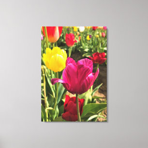 Spring Tulips (Oregon) Canvas Afdruk