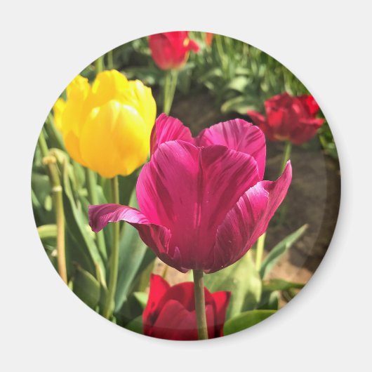 Spring Tulips (Oregon) Magneet (Voorkant)