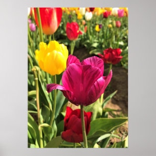 Spring Tulips (Oregon) Poster