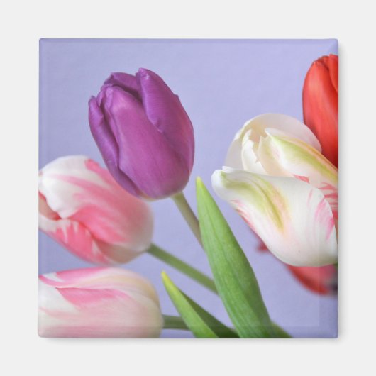 Spring Tulpen Magnet Magneet (Voorkant)