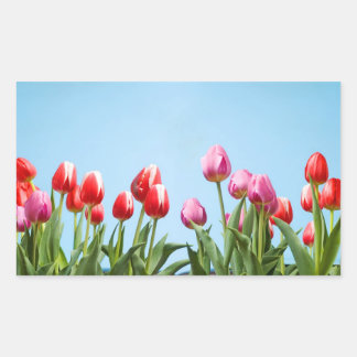 Spring Tulpen Stickers