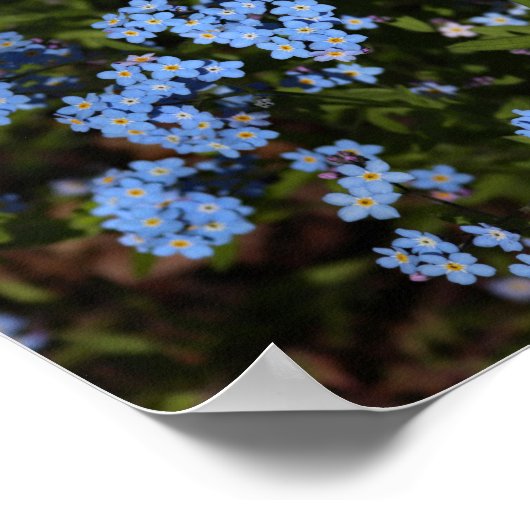 Spring Vergeet-me-nots, Michigan's Boven-schiereil Poster (Hoek)