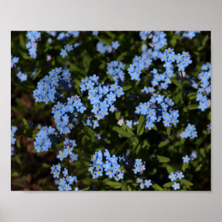 Spring Vergeet-me-nots, Michigan's Boven-schiereil Poster