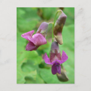 Spring Vetchling Briefkaart