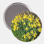 Spring Yellow Daffodils Magnet Magneet (Voorkant / Achterkant)