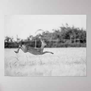 "Springend Ree Zwart en Wit Natuurfotografie" Poster