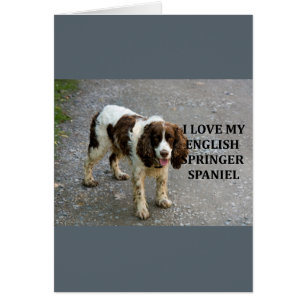 springer anglais spaniel lw love w picc