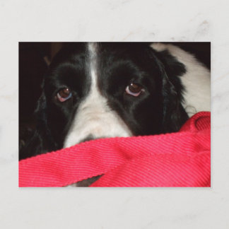 Springer Postcard Briefkaart