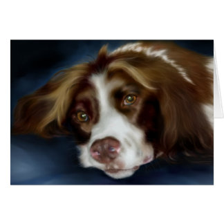 Springer Spaniel