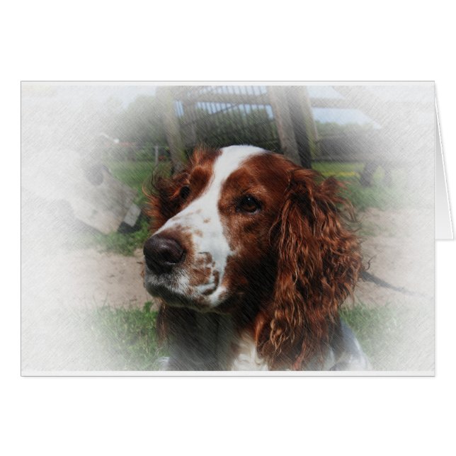 Springer Spaniel Chien Art (Devant horizontal)