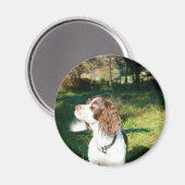 Springer Spaniel Chien Magnet (Recto/Verso)