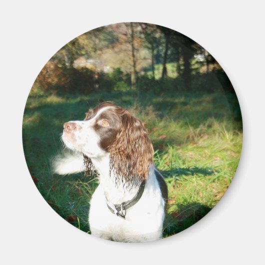 Springer Spaniel Chien Magnet (Devant)