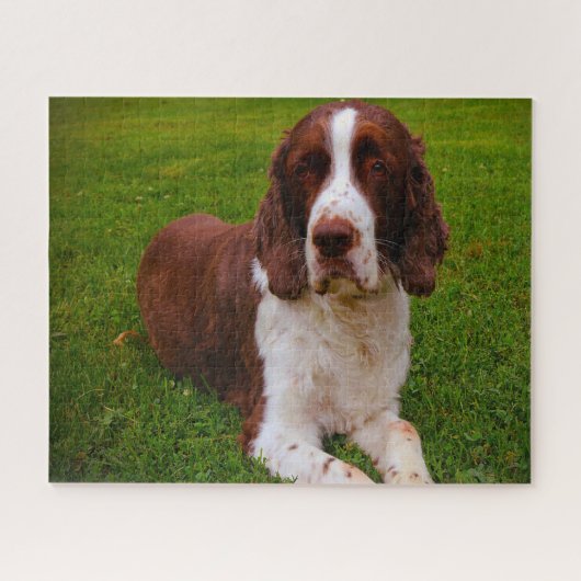 Springer Spaniel Dog Jigsaws. Legpuzzel (Horizontaal)