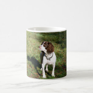 Springer Spaniel Dog Mok