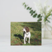 Springer Spaniel Dog Post Card Briefkaart (Staand voorkant)