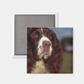 Springer Spaniel Magneet (Voorkant / Achterkant)