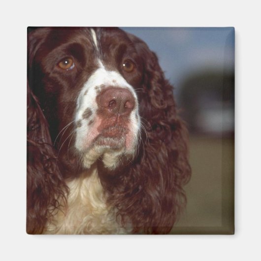 Springer Spaniel Magneet (Voorkant)