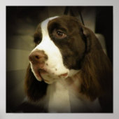 Springer Spaniel Print (Voorkant)